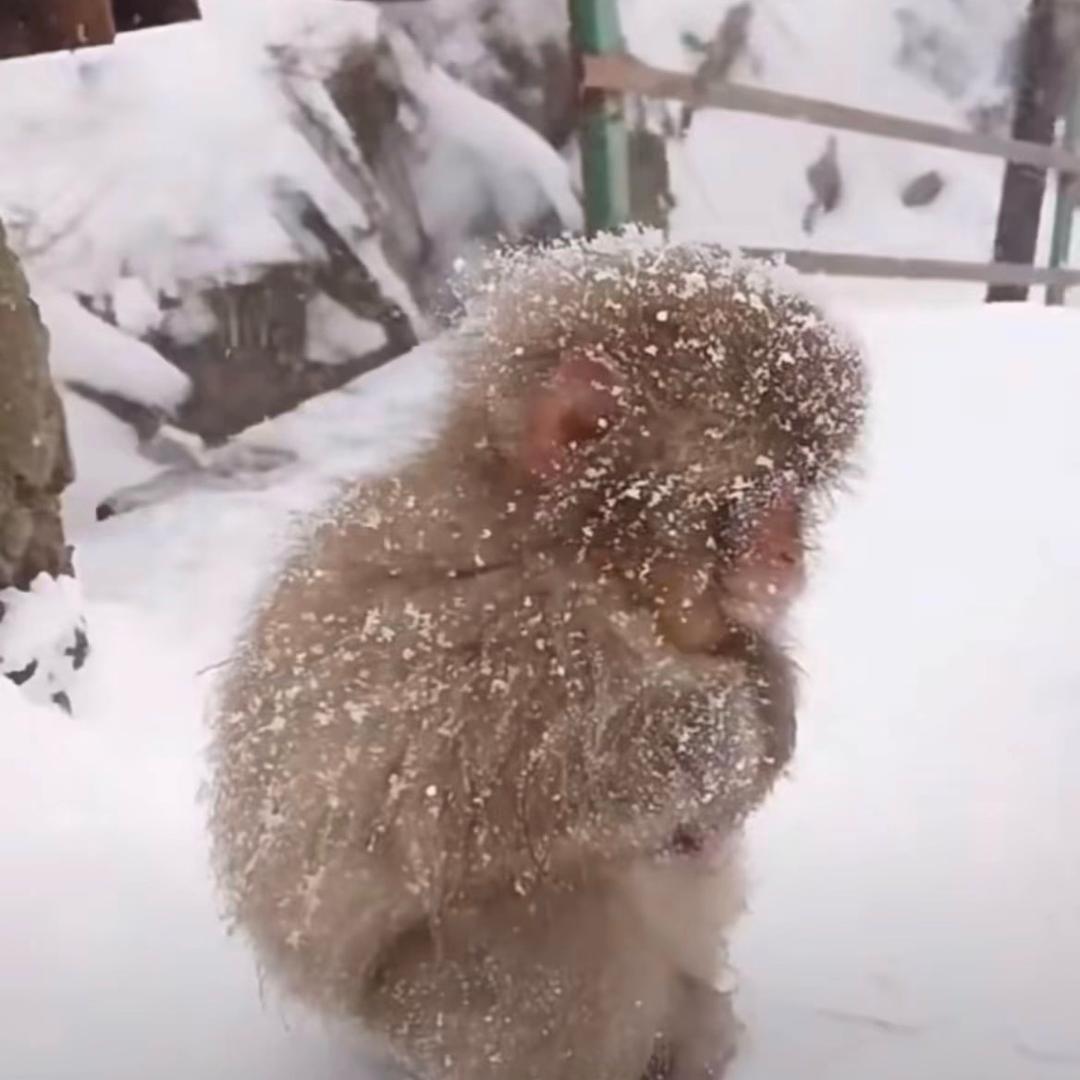 圆梦