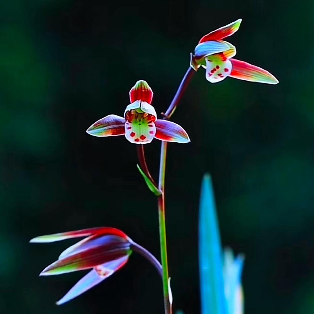 花草盆栽创意屋