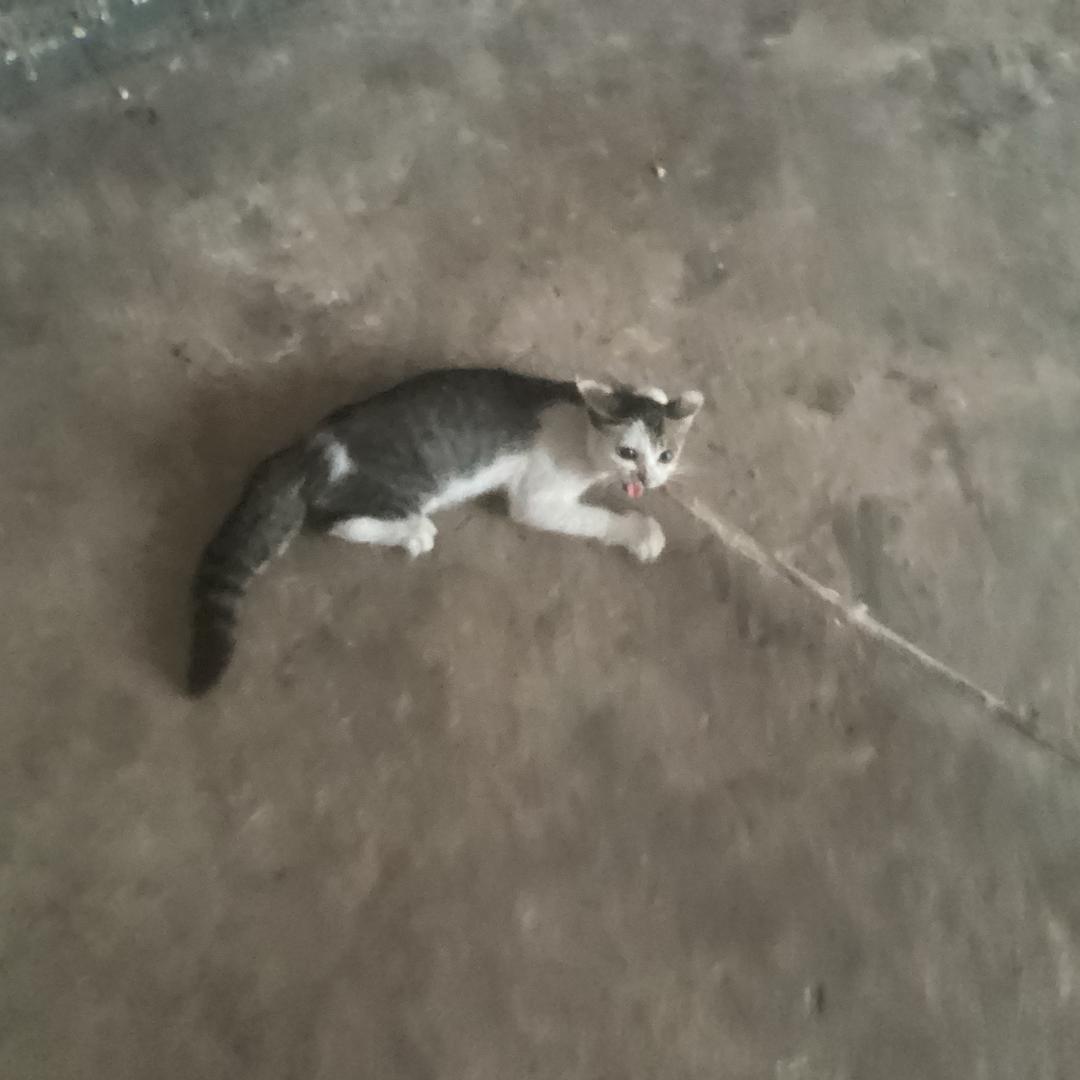 外光尸