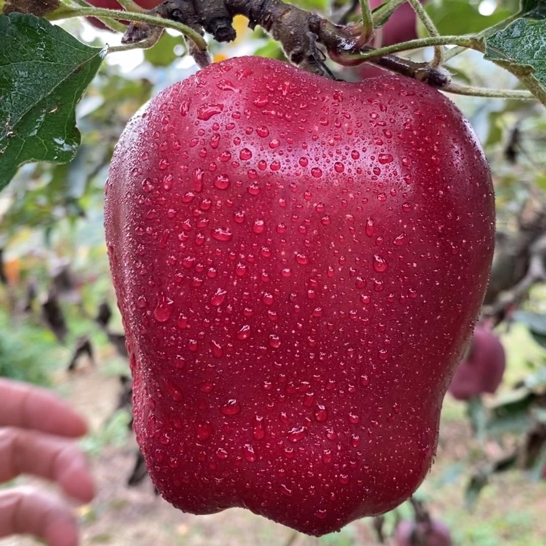 真果美生鲜企业店