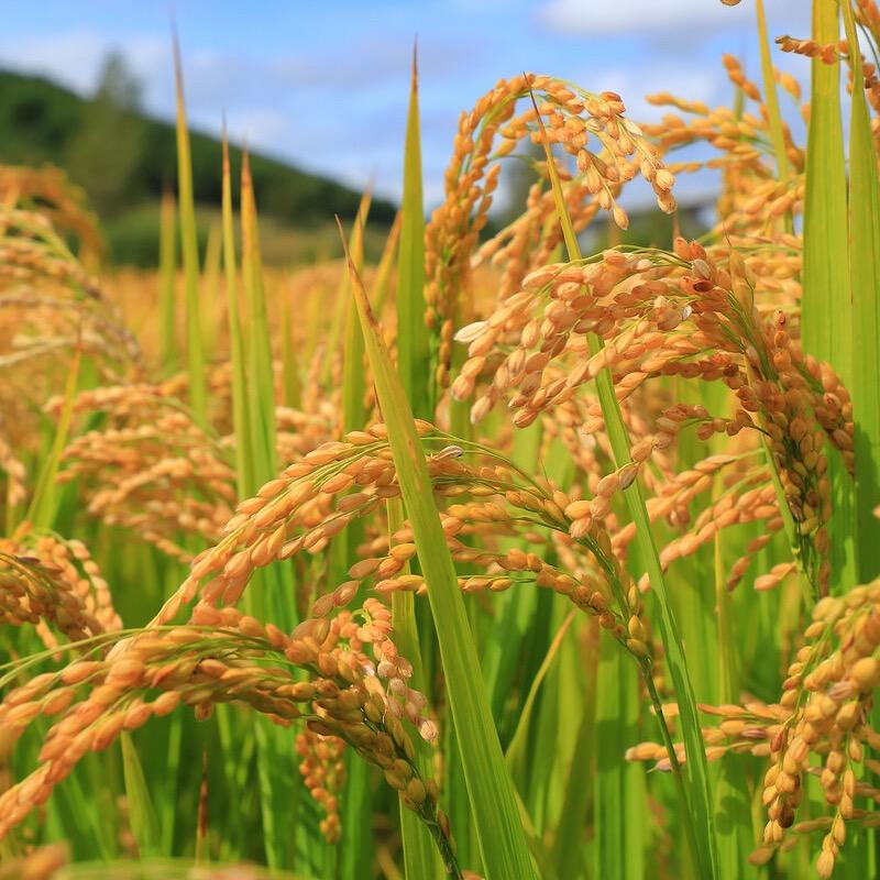 也无风雨也无晴