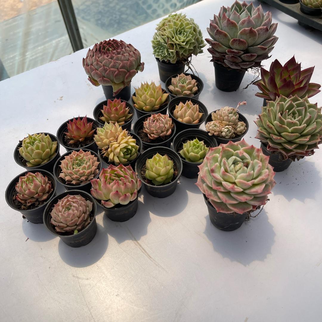 都挺好园艺
