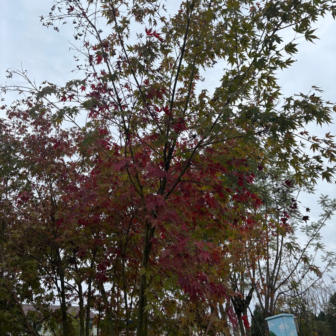 沙糖桔，你的托尼