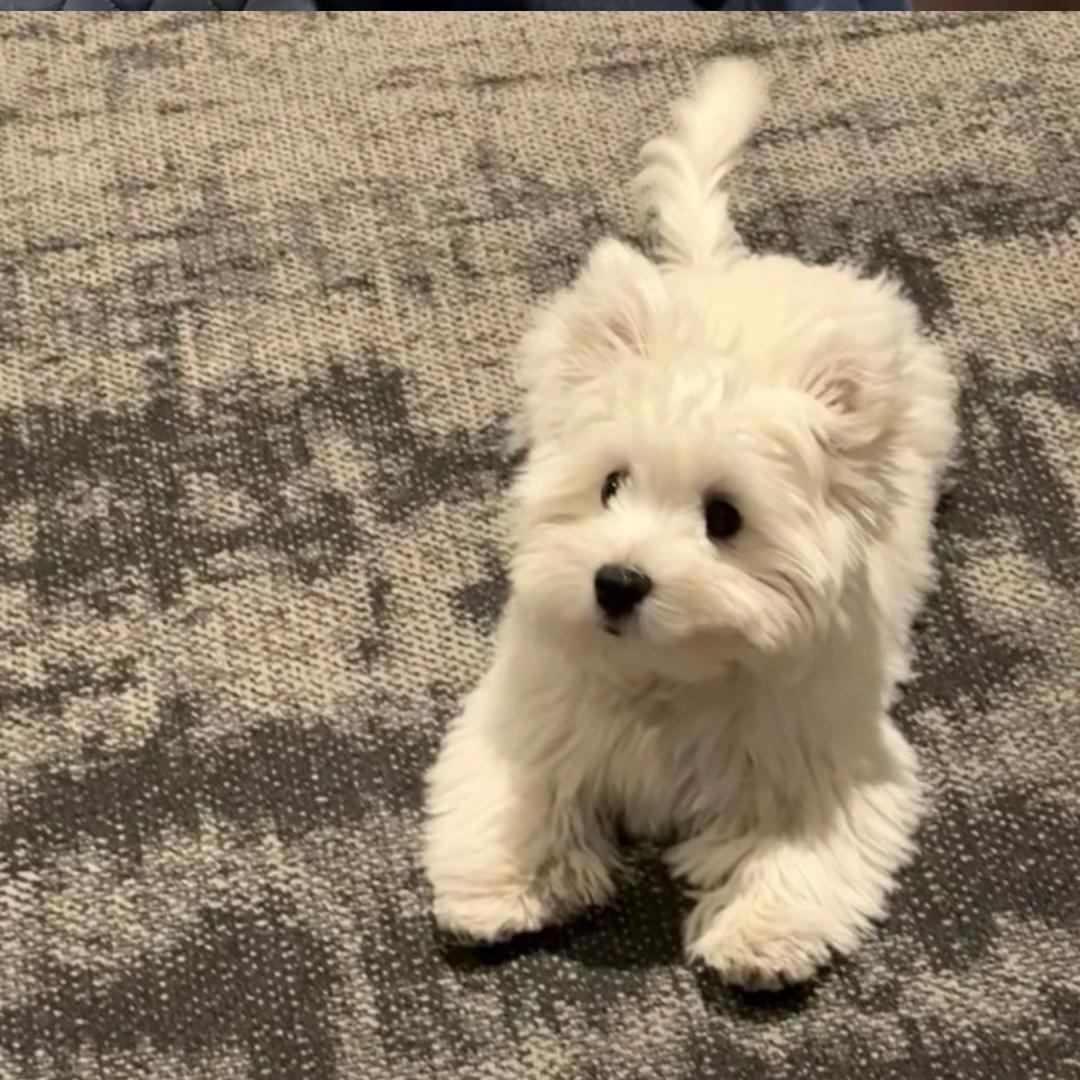 林黛玉倒拔垂杨柳