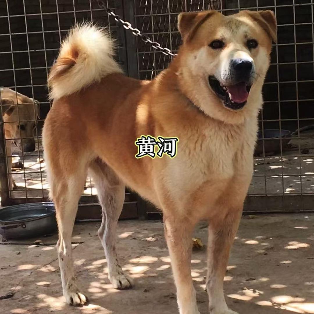 清徐太行犬俱乐部（直播聊天）
