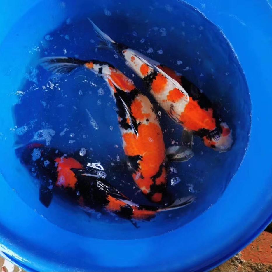 锦泰王伟