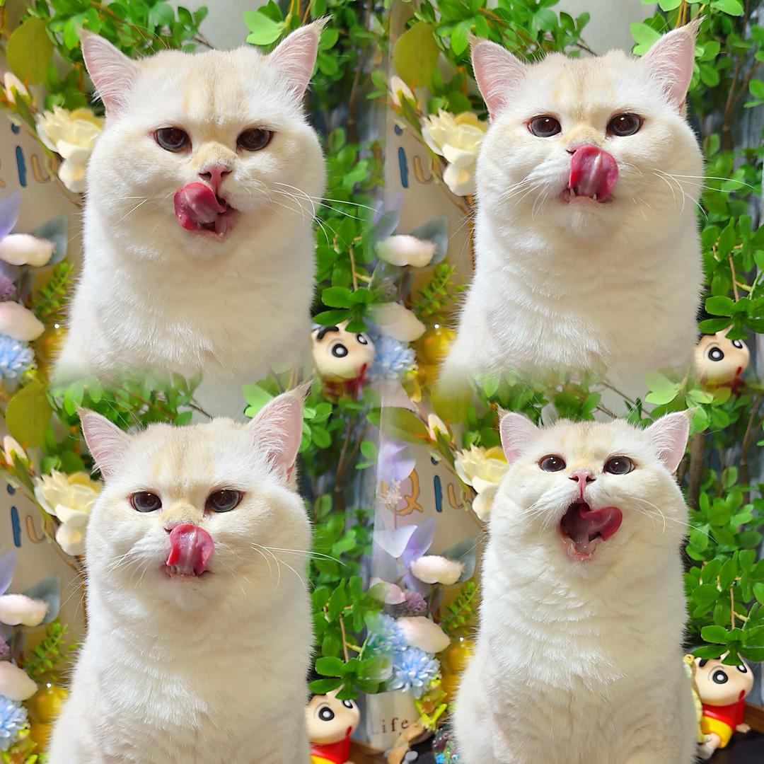 一只小团子呀