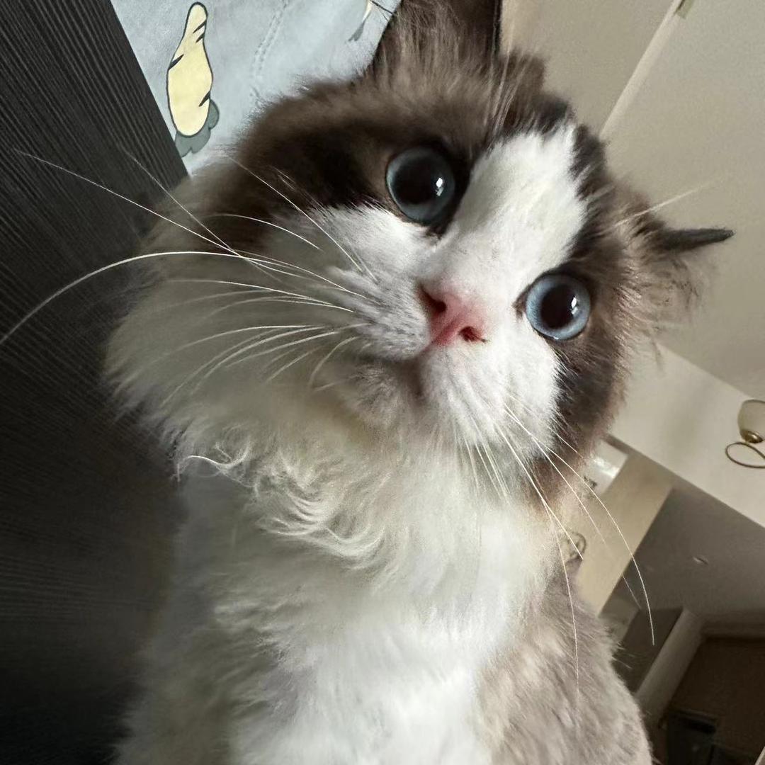 白胡子套套定制