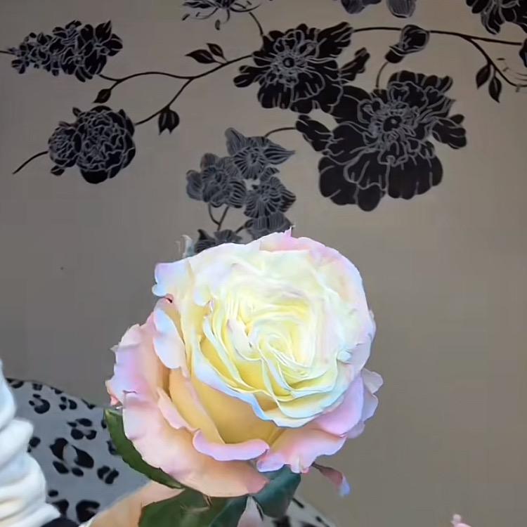宋song姐