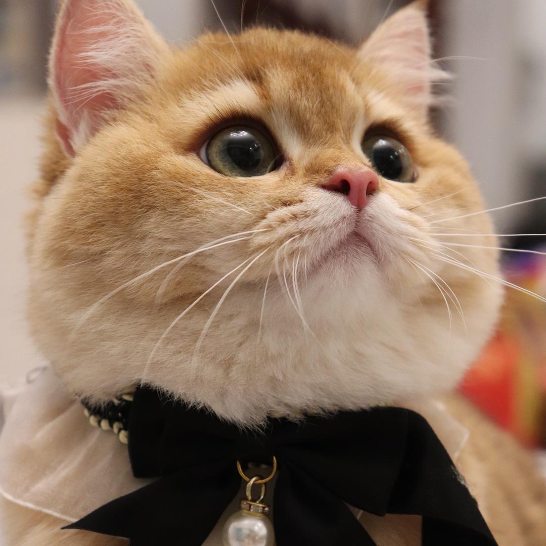 PuJiang 猫舍