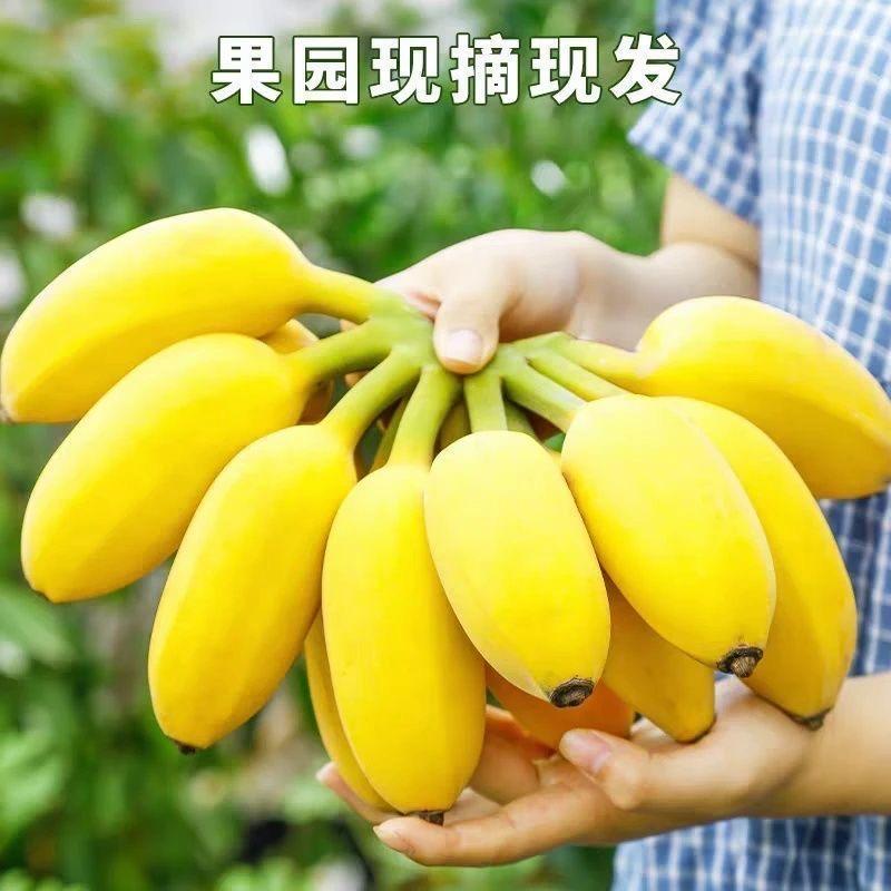 蕉中优选（广西苹果蕉）