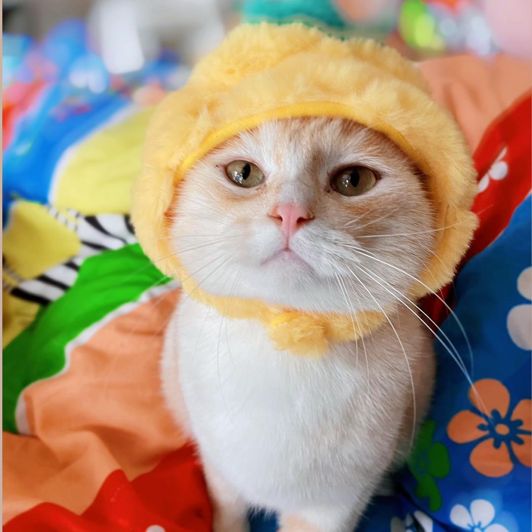 汤圆有点调皮了