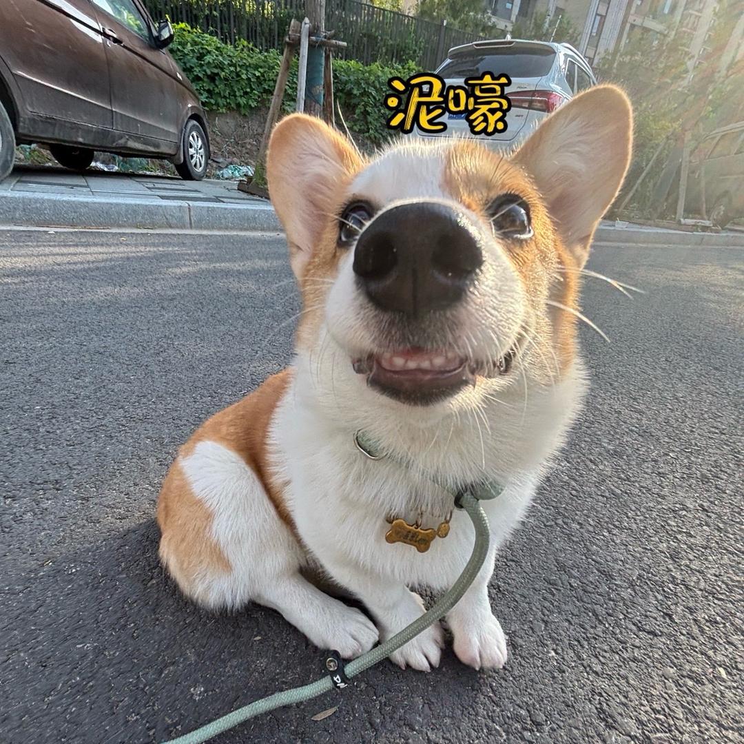 来米小狗Lemi