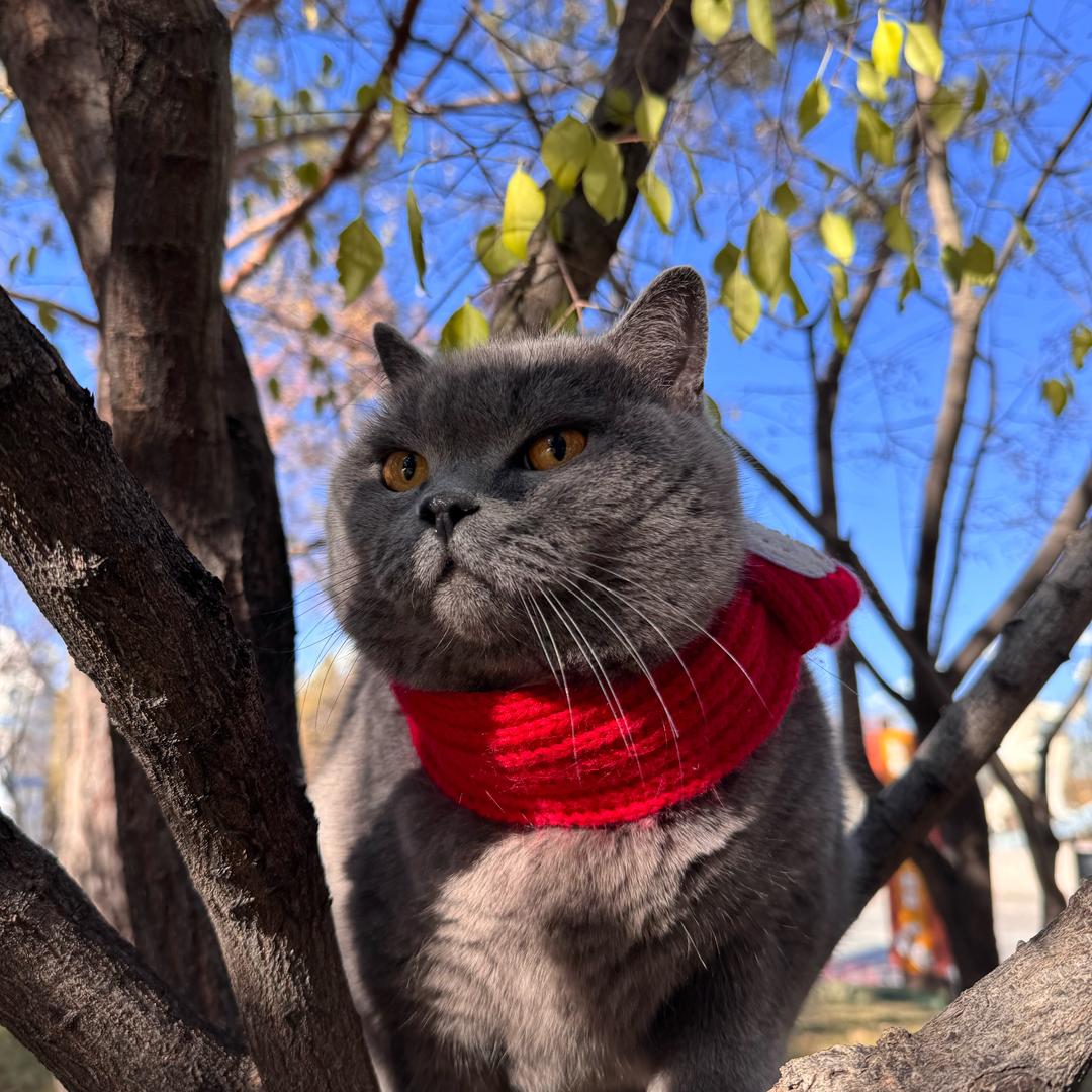 莫南💕🐈‍⬛