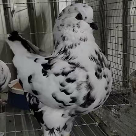 淮北一刀观赏鸽舍