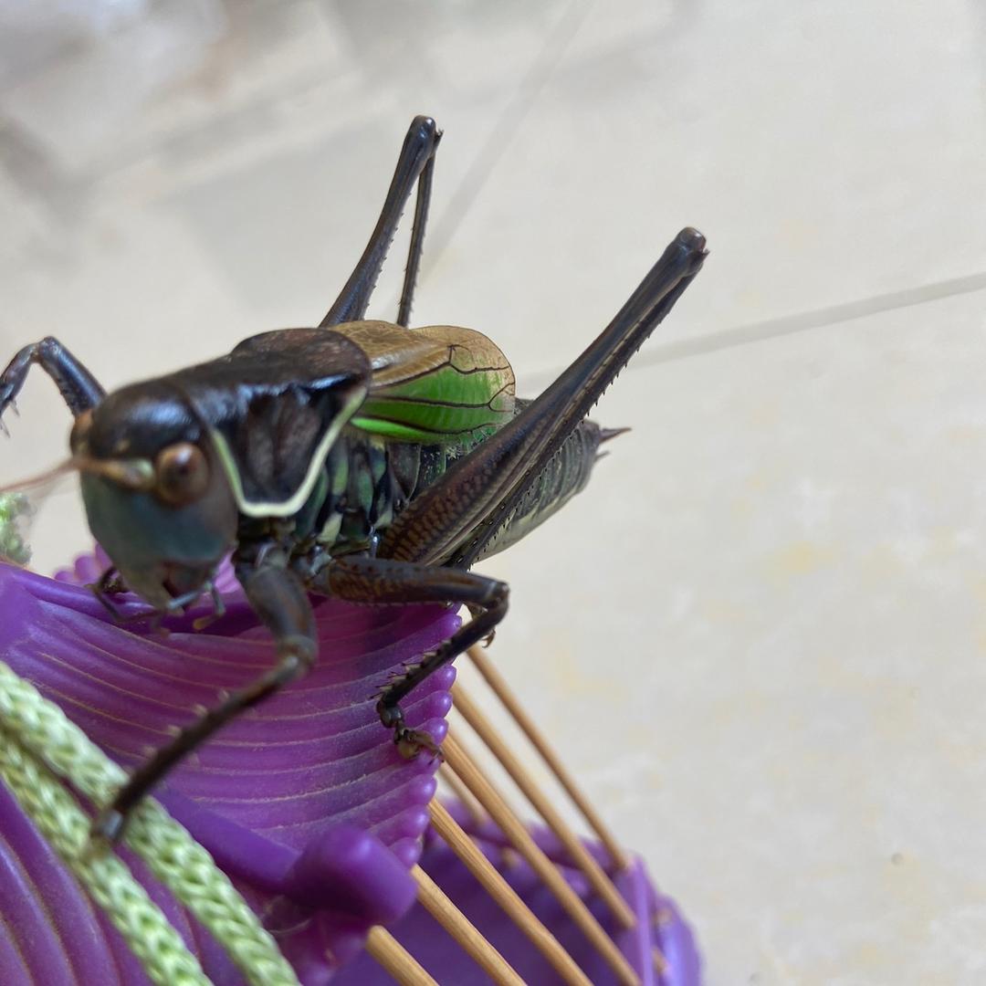 起新号名字还叫   蝈蝈郭