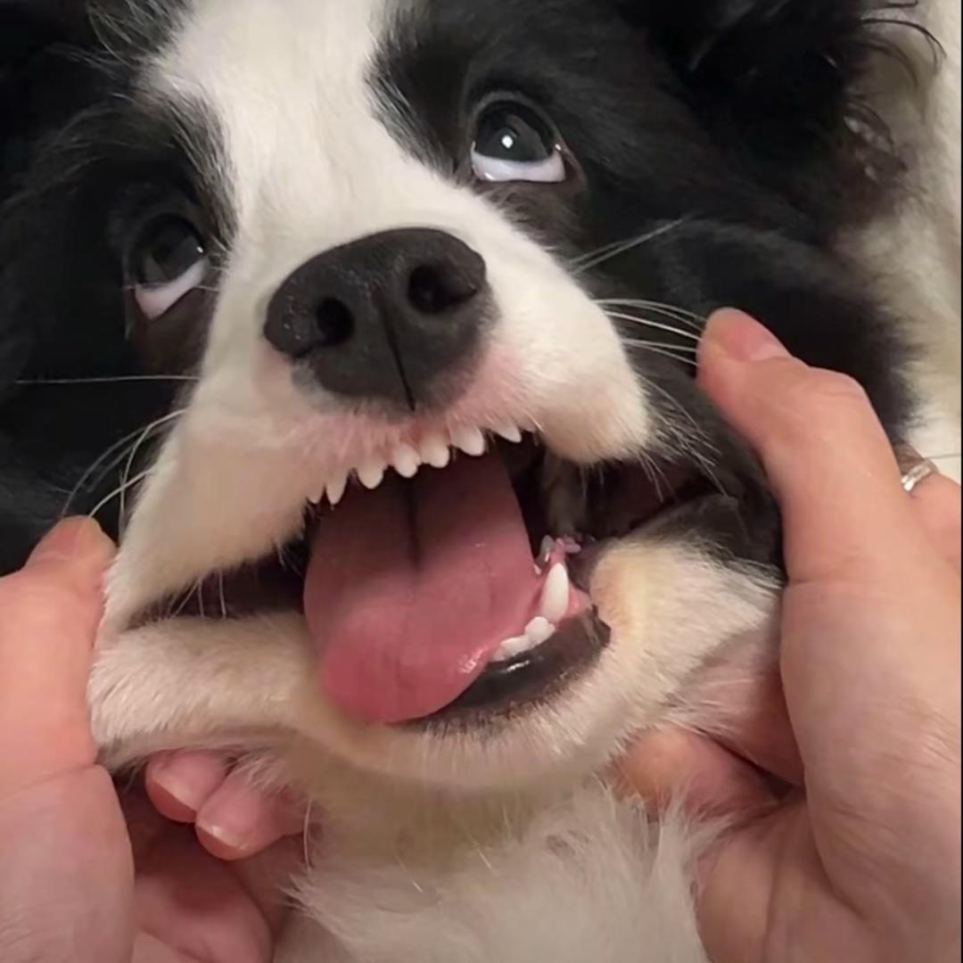 哦哦啊哦
