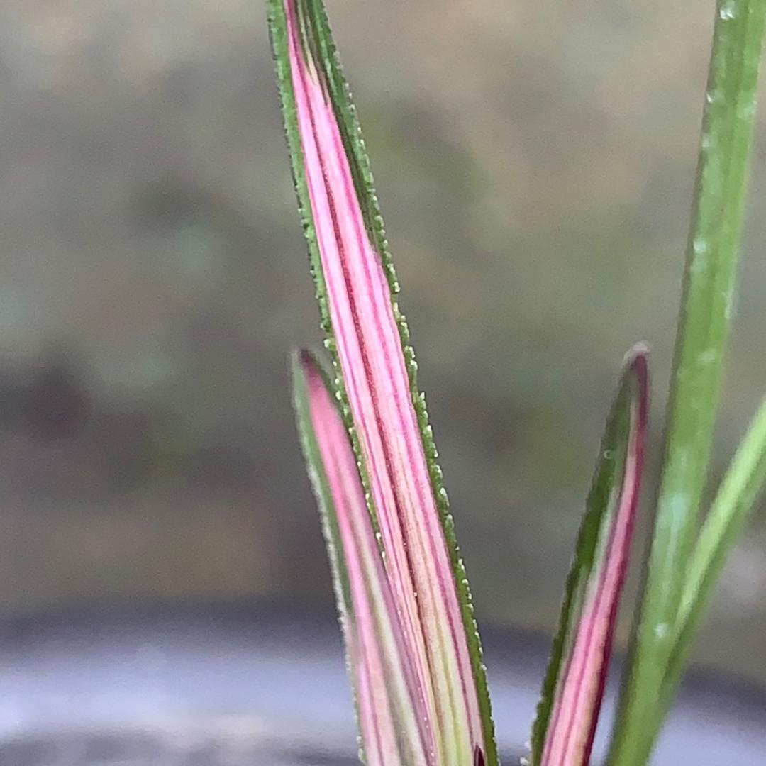 罗平兰业雅兰苑