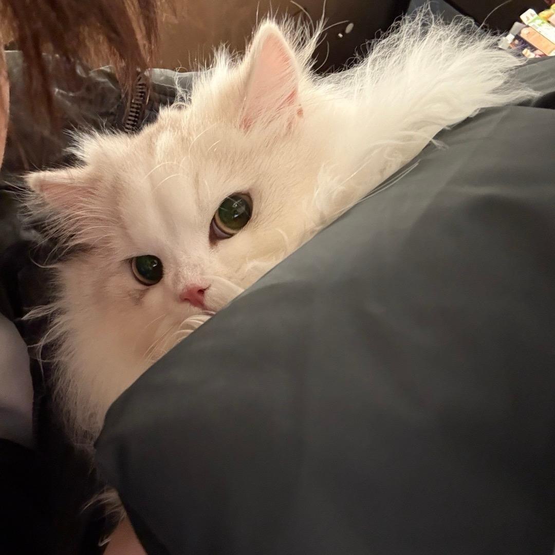 小狗面包^🍂