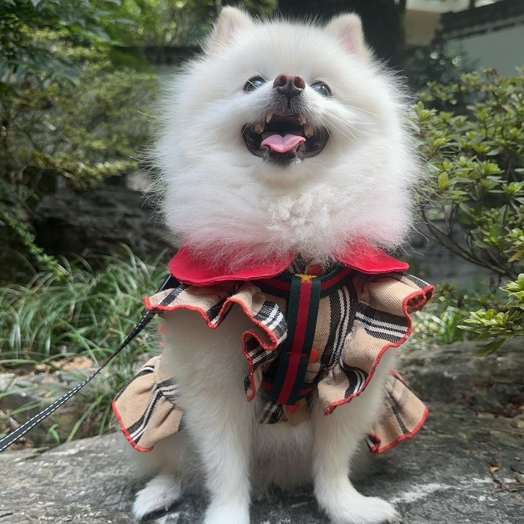 🎀小小🎀