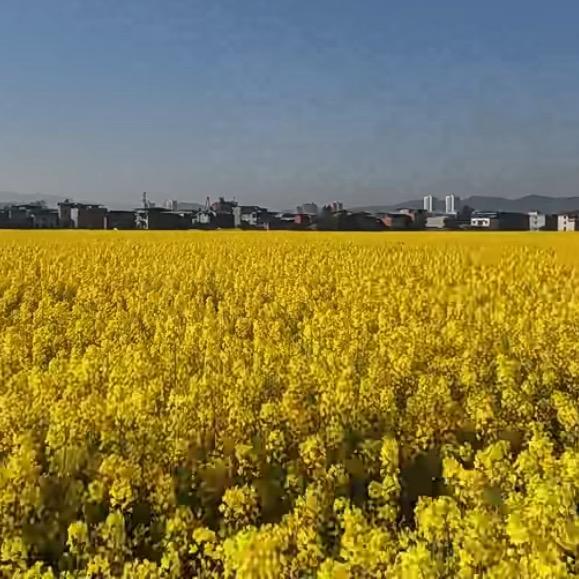 巴食田荟