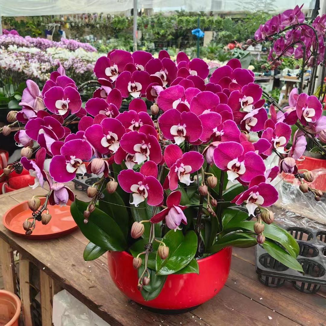 蝶之香蝴蝶兰园艺店
