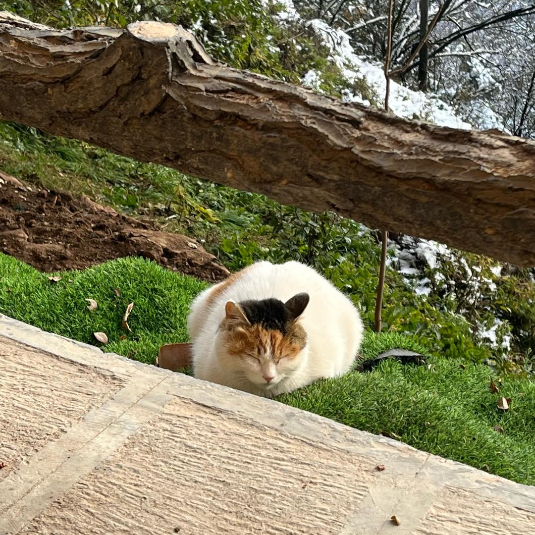 CC金智贤不熬夜🥛