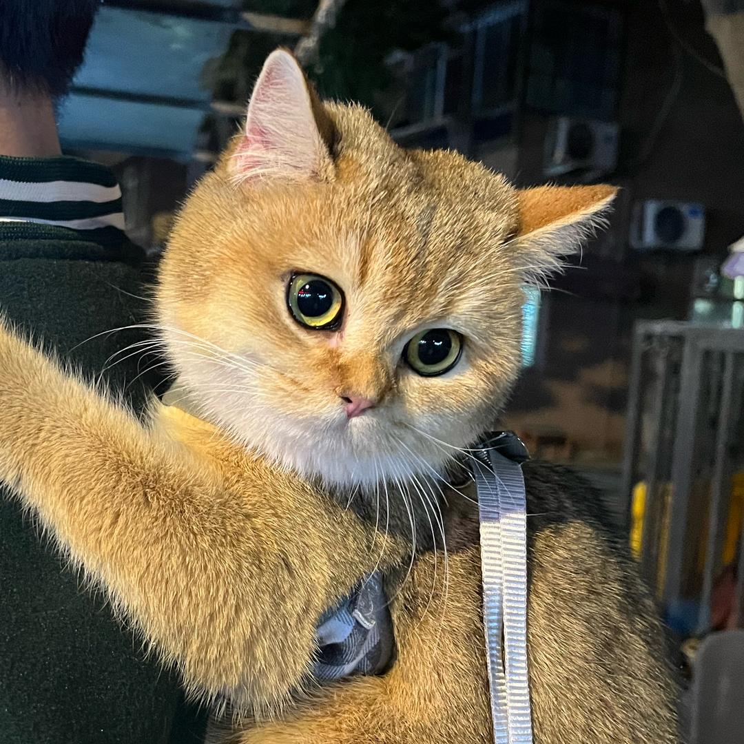 元宝的养膘日记