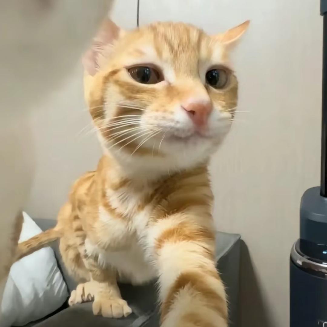 猫