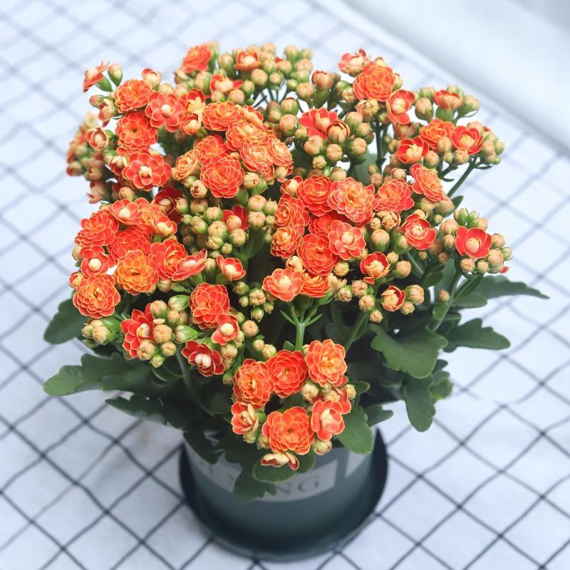 乐朵花集
