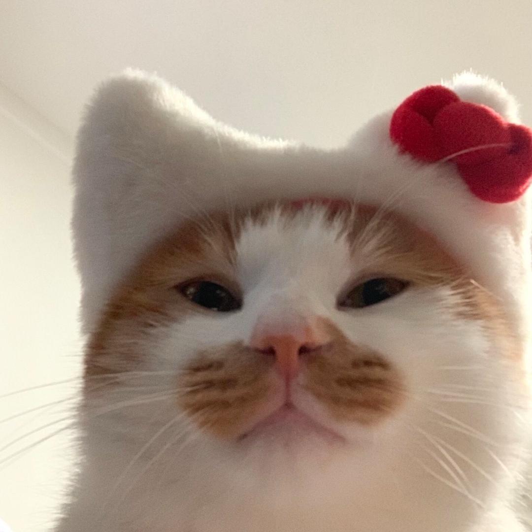 菠萝芝士碎