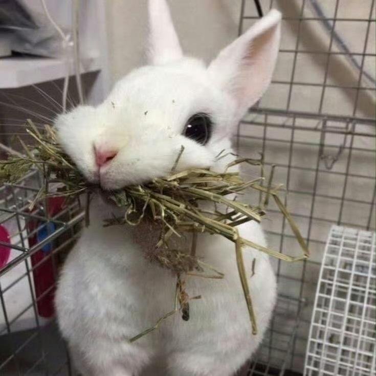云霄兔