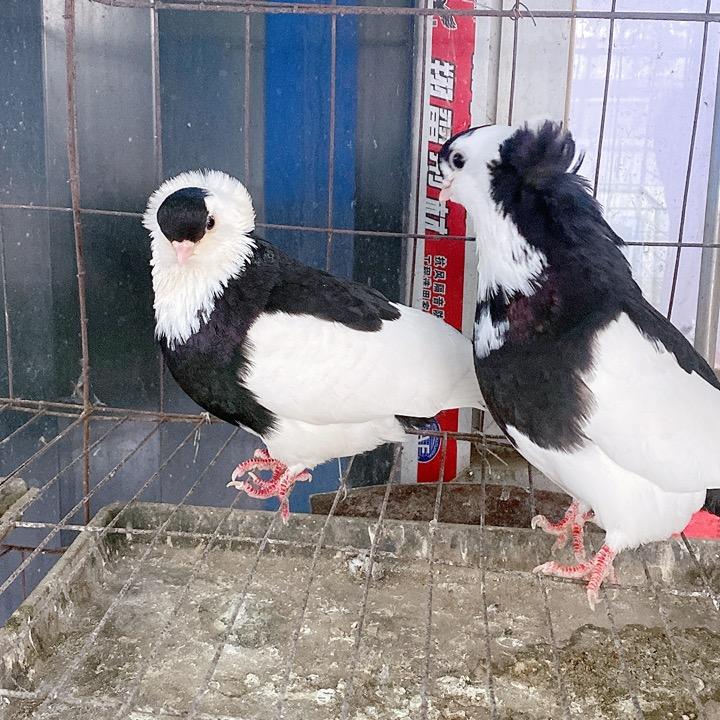 【枫弟】观赏鸽