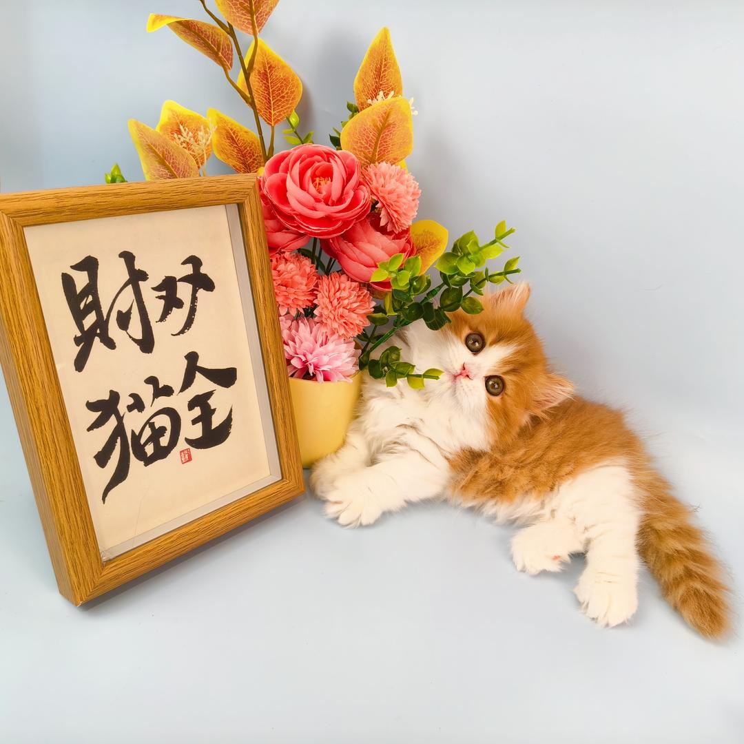 厦门颂铭猫舍-小开