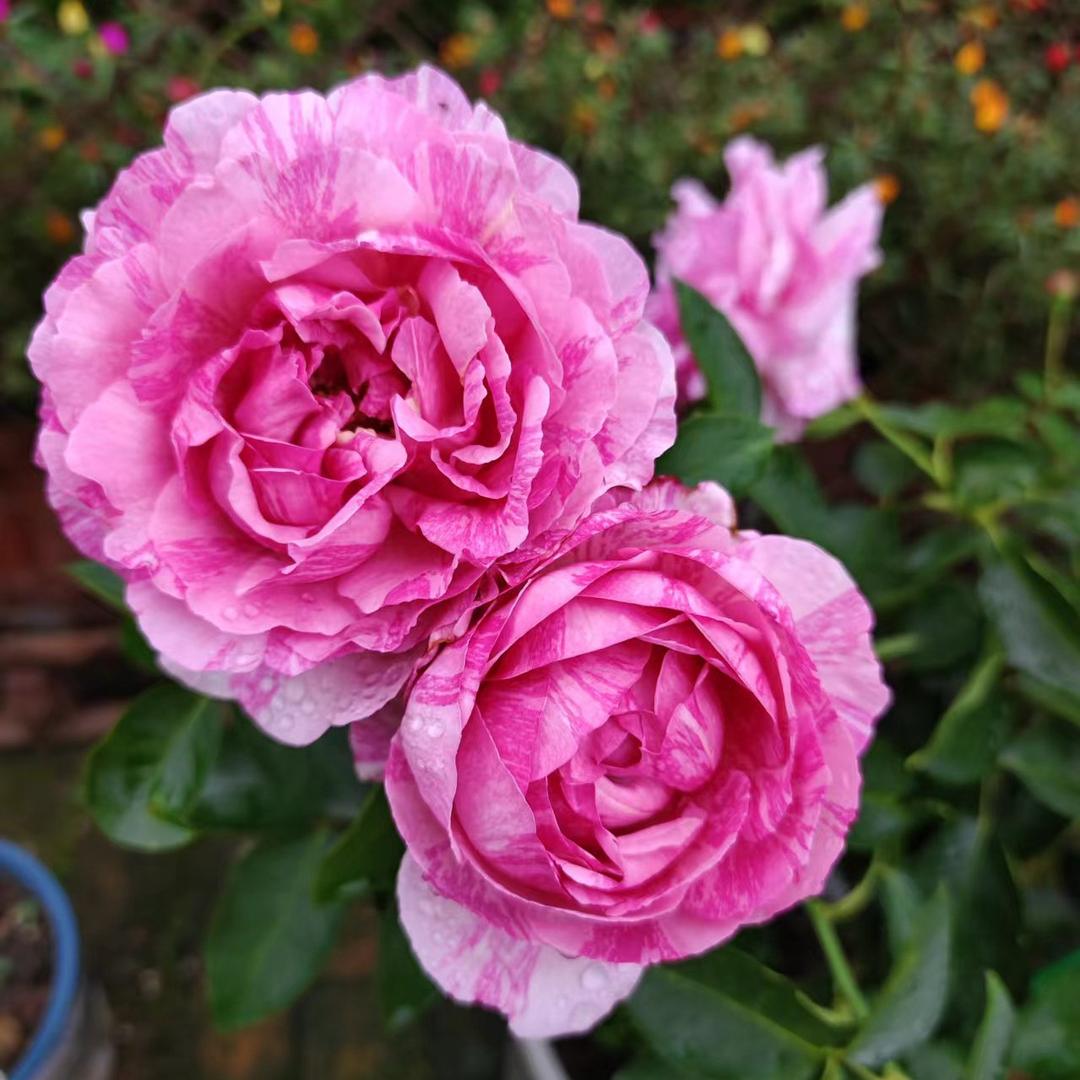 爱养花的东北大妞