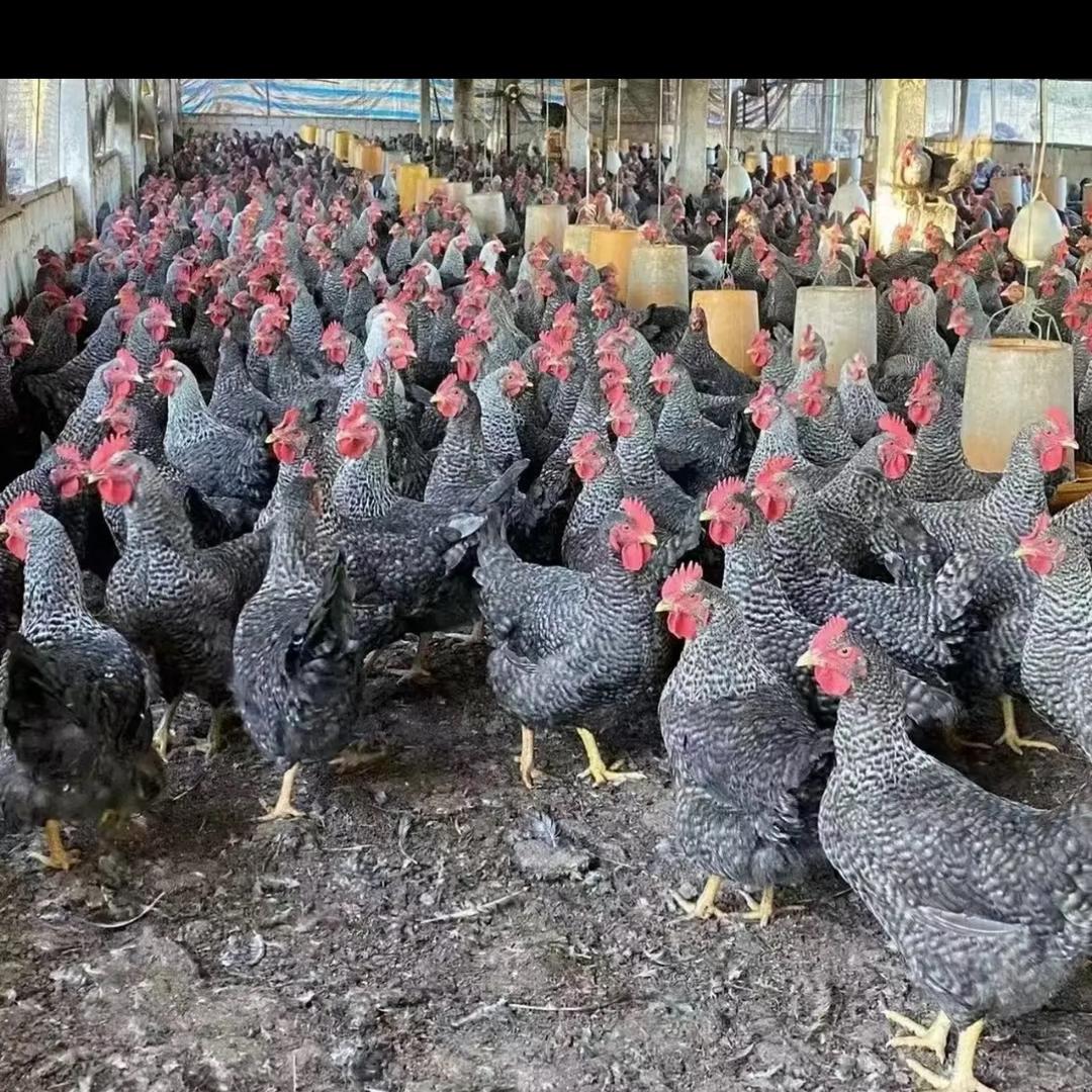 鸡大嫂🐔