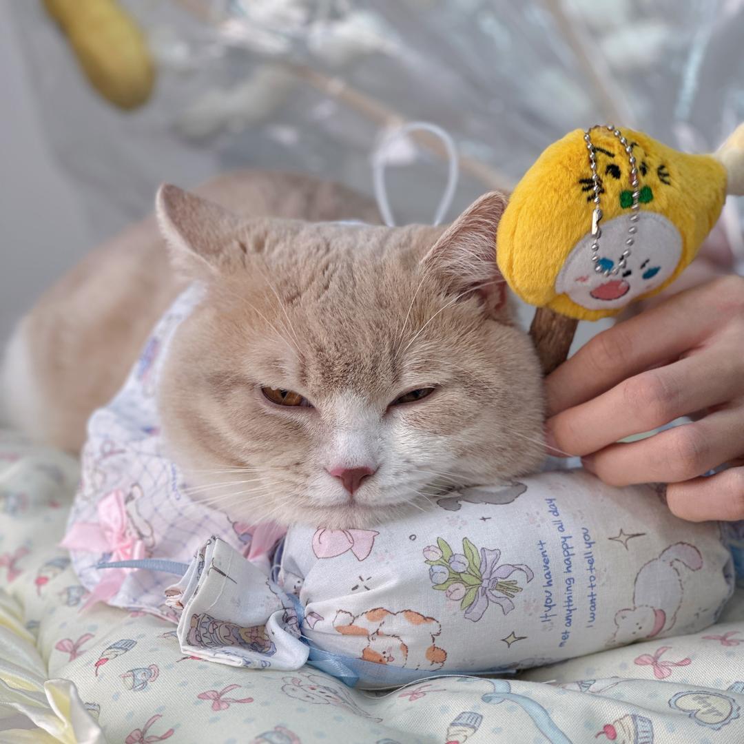 才猫双全杂货铺