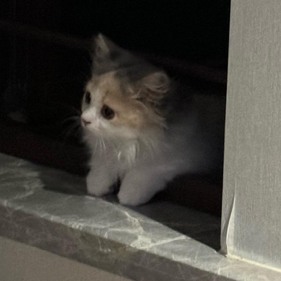 泽西