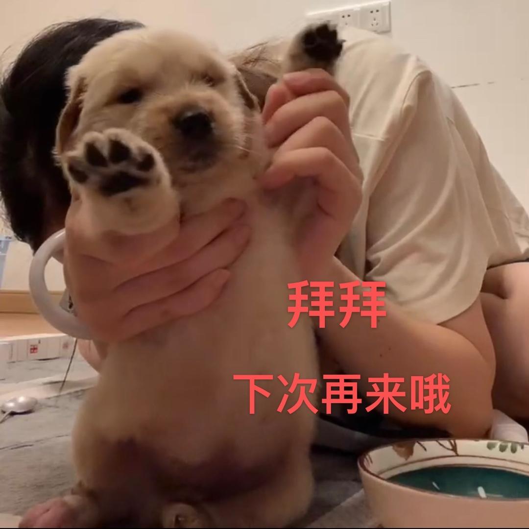 北北的乔乔