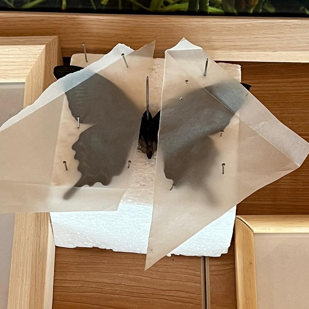 刷子的土豆