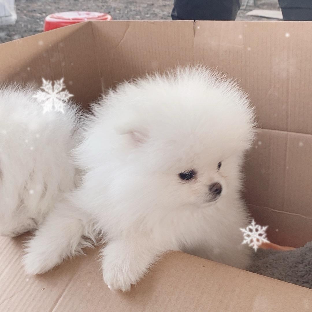 杰哥