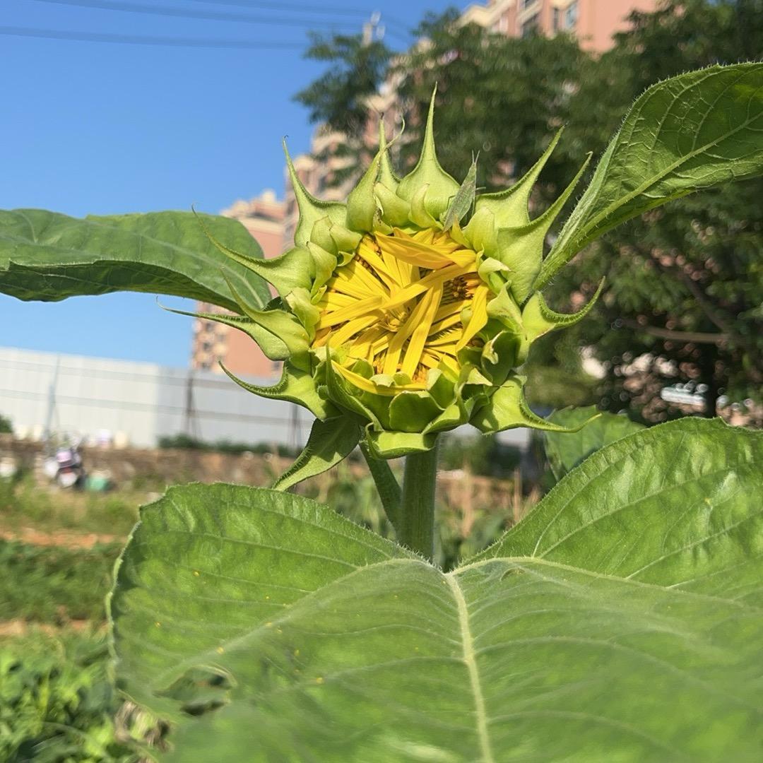 （（但愿人长久））