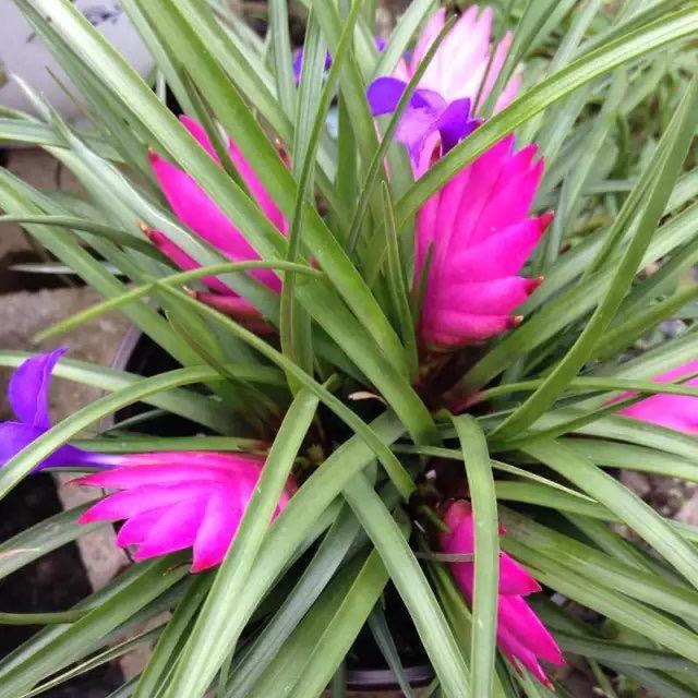 人生就像一场梦rew