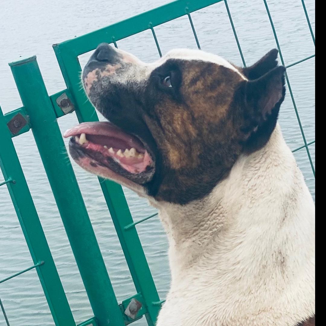 管猛 美国斯塔福犬