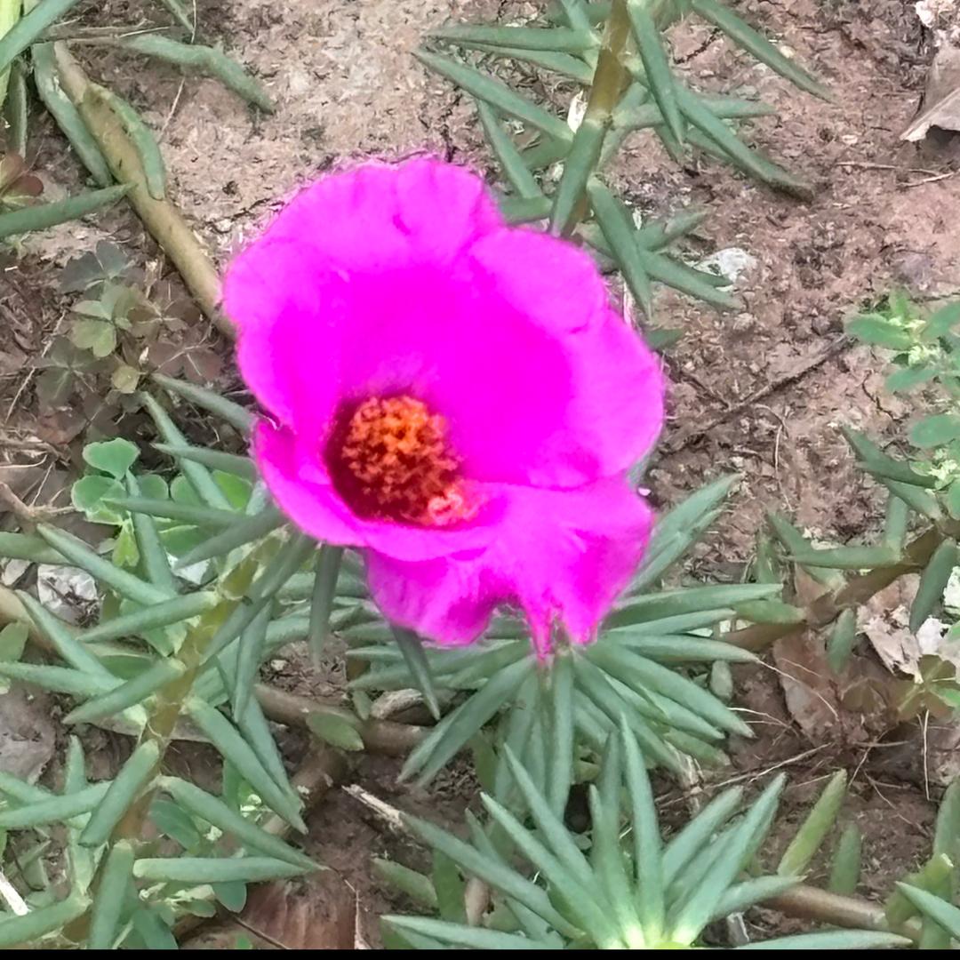 敏敏