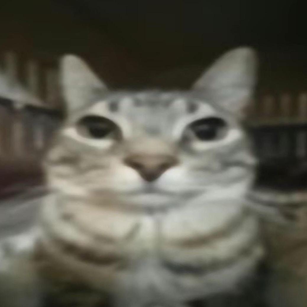 小葛高高飞翔