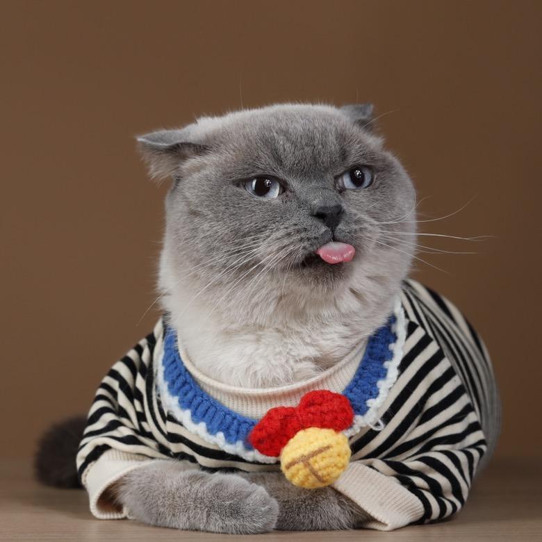 会说晚安的糕糕🐱
