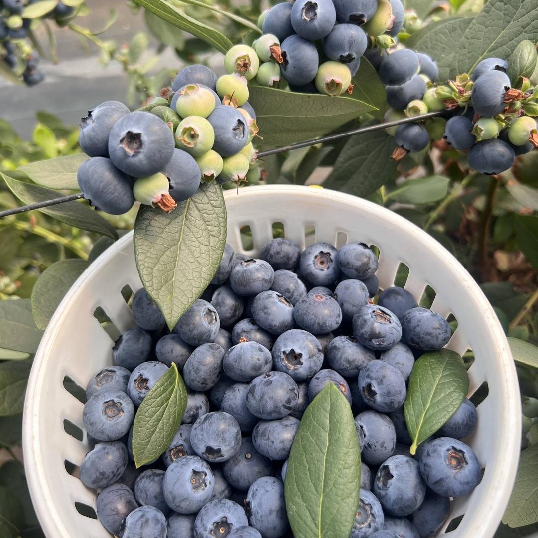 莽兔澄江花香蓝莓