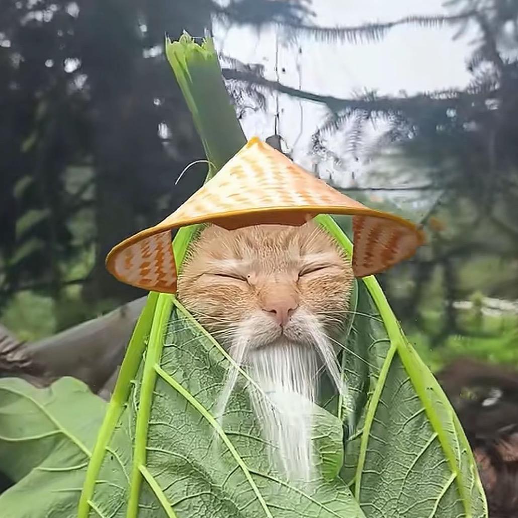小笨没洗头