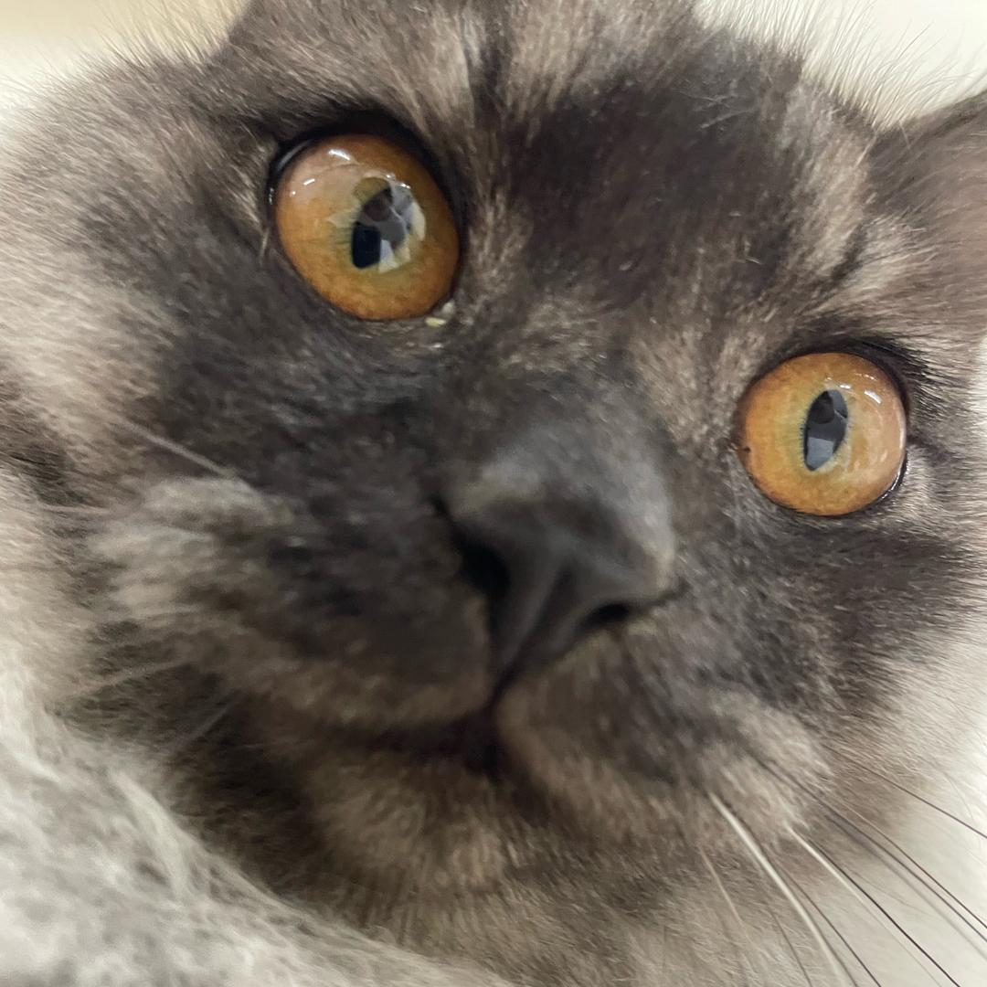 赖在家里的猫